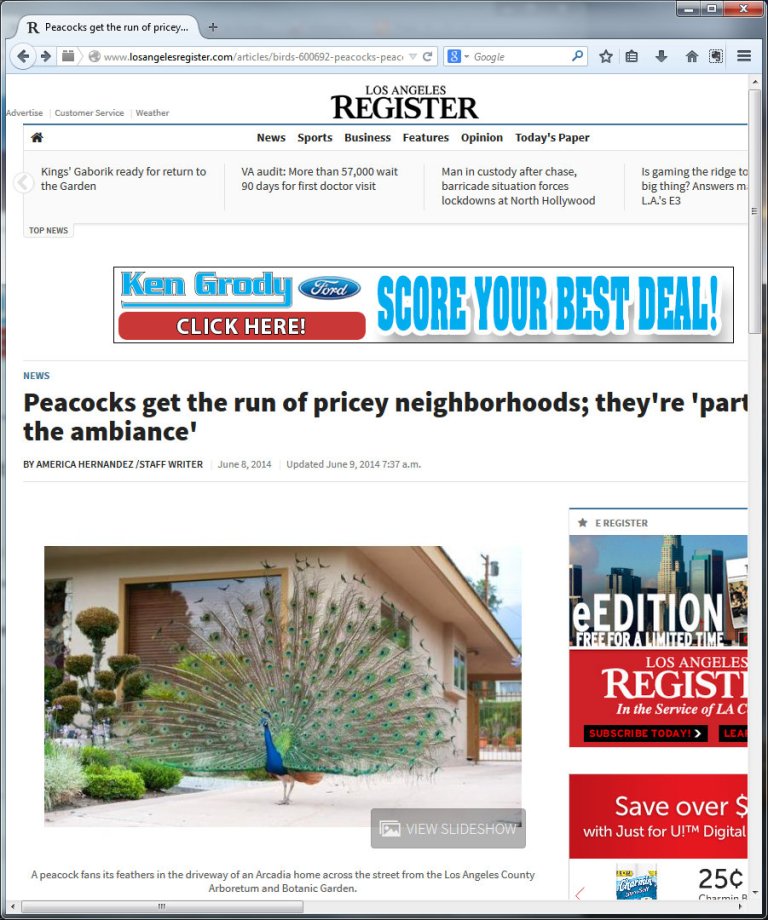 Peacocks get the run of pricey neighborhoods; they're 'part of the ambiance' - LosAngelesRegister.com - Mozilla Firefox 692014 35737 PM
